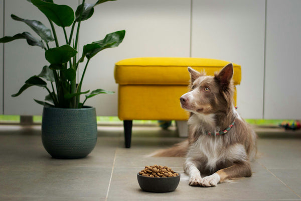 Not sure which box is right for your pet?